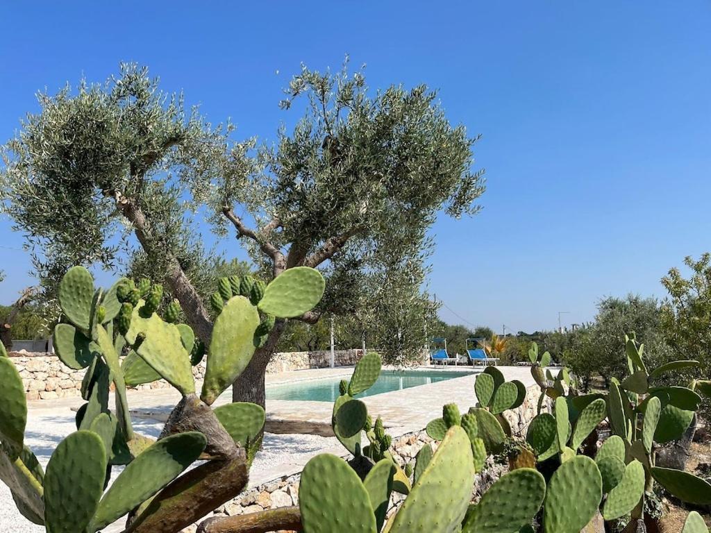 Casa Giuliveto - Charmantes Ferienhaus Mit Privatpool In Olivenhain أوستوني المظهر الخارجي الصورة