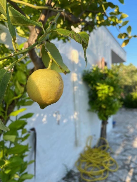 Casa Giuliveto - Charmantes Ferienhaus Mit Privatpool In Olivenhain أوستوني المظهر الخارجي الصورة